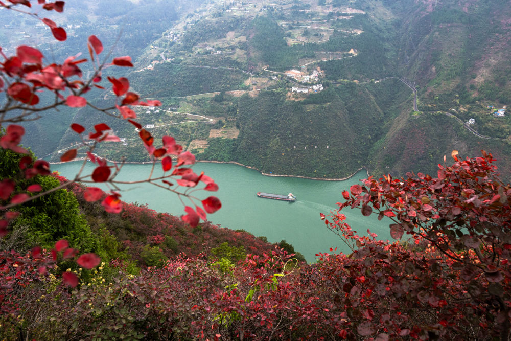 船舶行駛在紅葉掩映下的長(zhǎng)江三峽重慶市巫山縣水域（2023年11月30日攝）。新華社記者 肖藝九 攝
