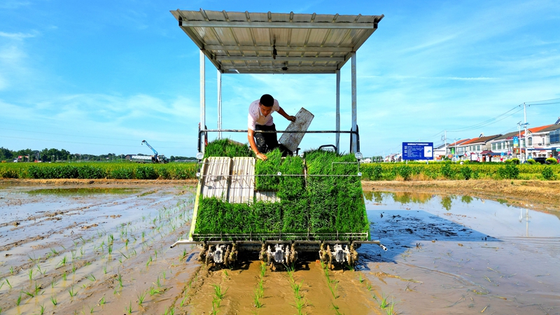戴宏在無人駕駛的插秧機(jī)上作業(yè)。常德日?qǐng)?bào)社 王明睿 攝