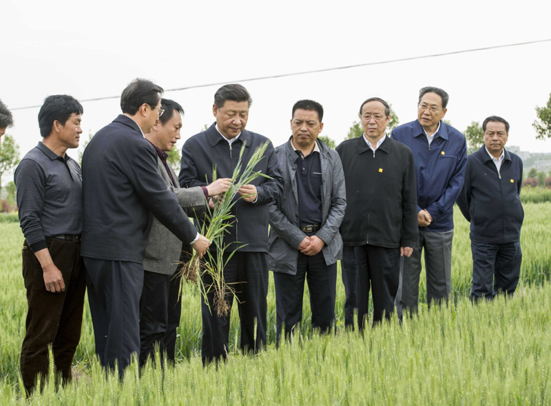 2016年4月25日下午，習(xí)近平在安徽滁州市鳳陽縣小崗村察看小麥長(zhǎng)勢(shì)。左一為種糧大戶程夕兵。新華社記者 李學(xué)仁 攝