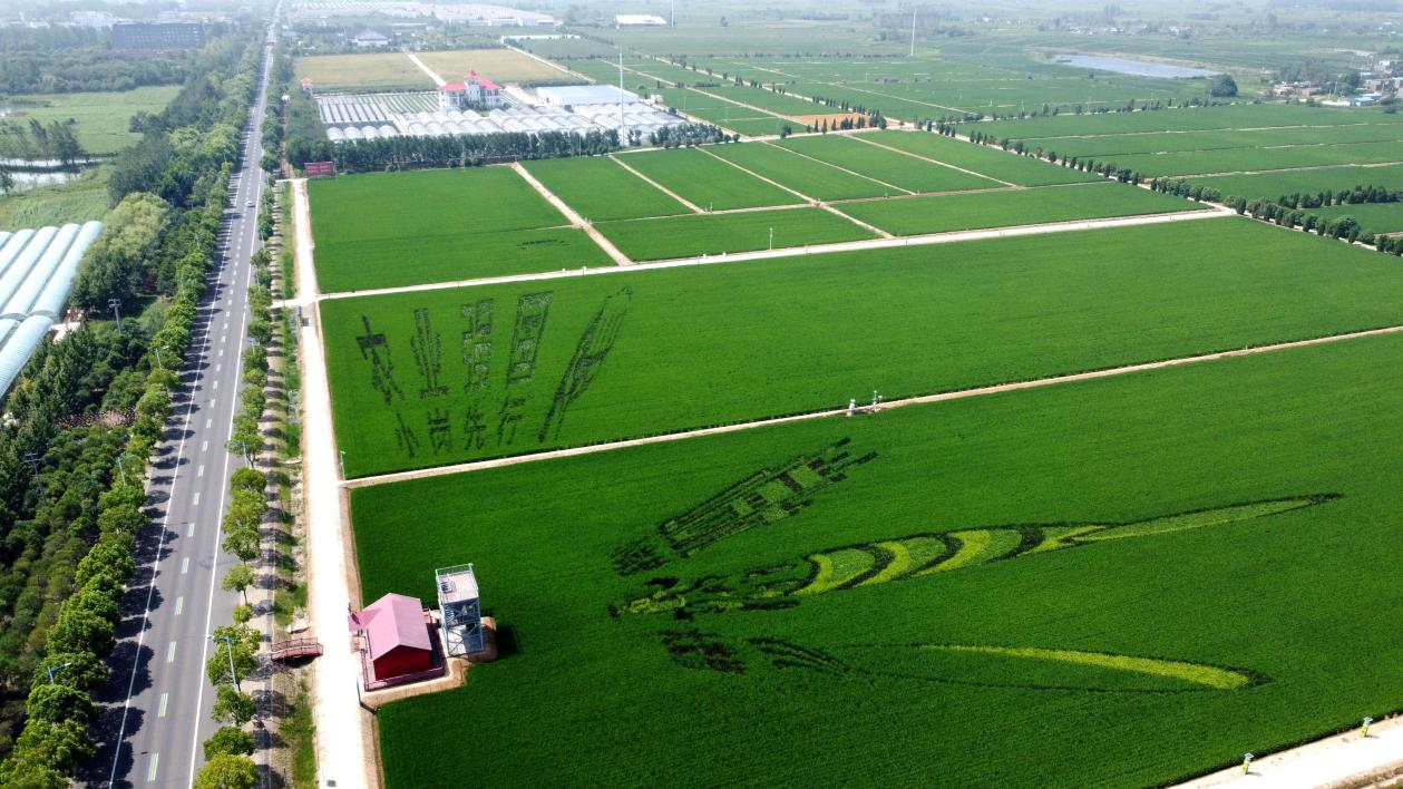 俯瞰小崗村高標(biāo)準(zhǔn)農(nóng)田。鳳陽縣委宣傳部供圖