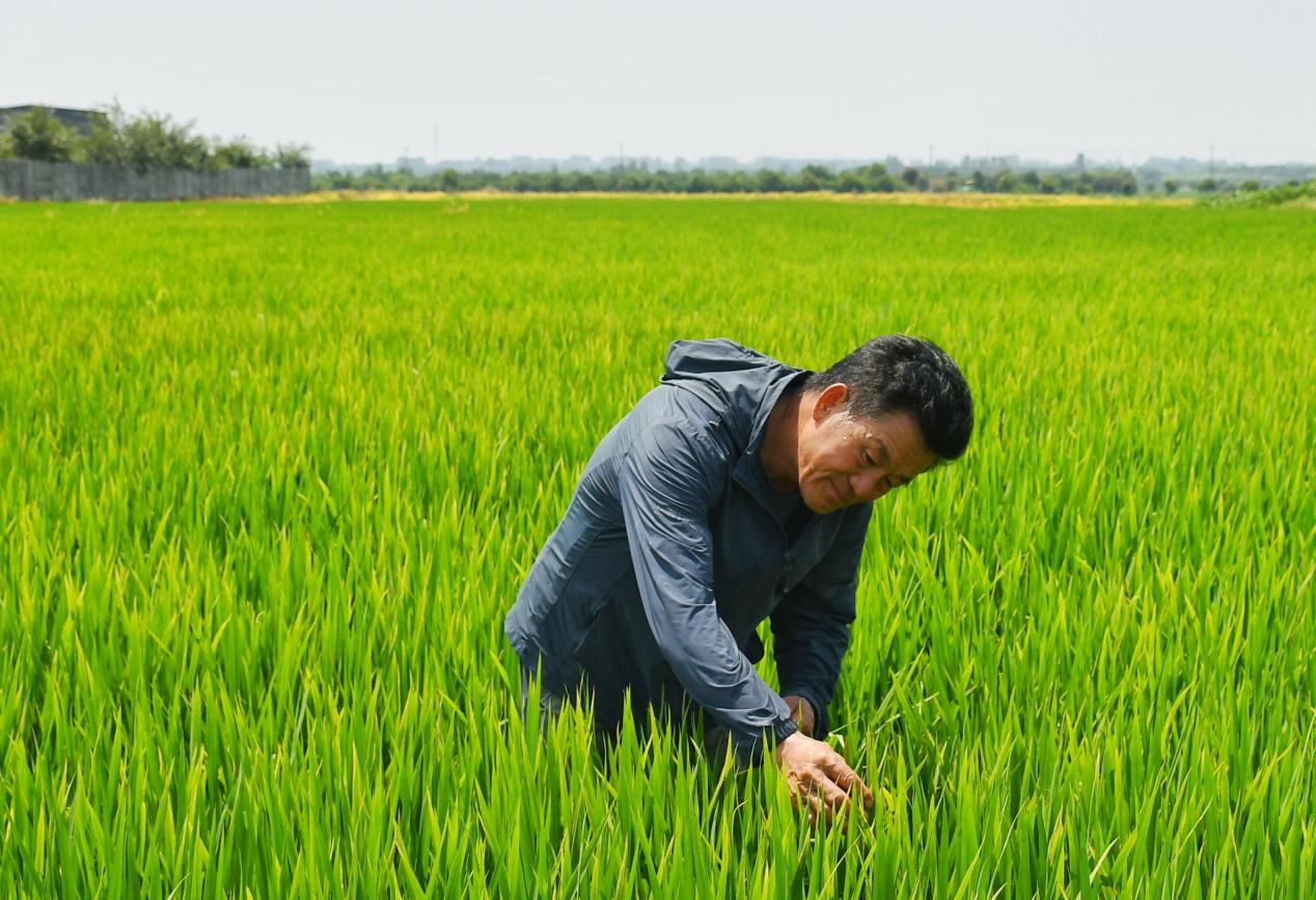 程夕兵在農(nóng)田里檢查水稻種植情況。人民網(wǎng)記者 周坤 攝